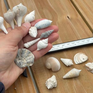 Puede incluir: Una colección de varias conchas marinas pequeñas en tonos blanco, gris y beige. Varias conchas se sostienen en la palma de la mano, mientras que otras están dispuestas cerca junto a un calibrador digital negro con marcas en milímetros.