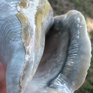 May include: A large, smooth seashell with a glossy, iridescent surface in shades of pale blue, gray, and white. The shell features a wide, open aperture with a textured, wavy edge and a prominent, slightly yellowed, weathered outer layer.