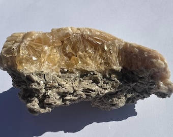 Calcite Crystal Clam Shell Fossil | Rucks Pit Florida Fossil | Yellow Calcite Mineral Specimen | Rare Collectible Crystal | ShipwreckedSpell