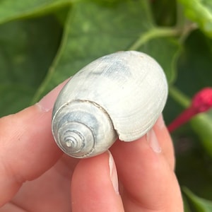 May include: A smooth, oval-shaped sea shell with a pale, off-white and light gray coloration. The shell features a distinct, tightly coiled spiral pattern at one end, with a smooth, rounded body that tapers toward the opposite side.