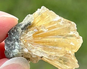 Calcite Crystal Clam Shell Fossil | Fort Drum Florida Fossil | Rare Collectible Crystal | UV Reactive | Fluorescence & Phosphorescence