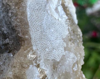 Rare Honey Comb Calcite Crystal Clam Shell Fossil | Fort Drum Florida Fossil 2.12” | UV Reactive | Fluorescence & Phosphorescence