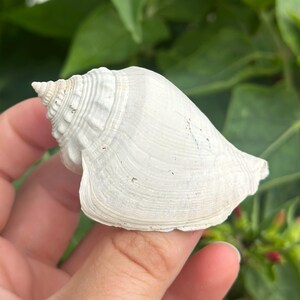 May include: A white seashell with a spiraled, pointed apex and a wide, flared opening. The surface of the shell features fine, concentric ridges and a textured, weathered appearance with subtle variations in tone across its curved structure.