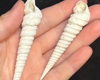 2 fósiles de gasterópodo Turritella de 3,15 pulgadas / Concha fósil de Florida / Formación Caloosahatchee del Pleistoceno temprano / Fósil marino auténtico