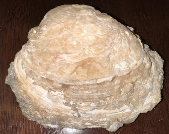 Calcite Crystal Clam Shell Fossil 5.55” | Okeechobee Florida | Golden Yellow Calcite Mineral Specimen | Natural Fossilized Shell | Collector