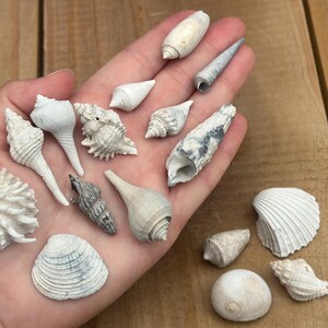 ミニ化石貝殻詰め合わせ | フロリダ産鮮新世～更新世の化石16個 | UV反応性コレクター標本 | 古代の貝殻ミックス