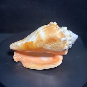 Florida Fighting Conch Shell 7,6 cm | Strombus alatus | Naturligt persikoliknande snäckskal | Kustdekor | Samlarexemplar