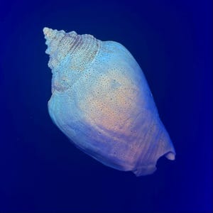 Florida Fighting Conch Fossil | Pleistocene Fossil Shell | UV Reactive Fluorescent Under Black Light | Genuine Florida Fossil | Collector
