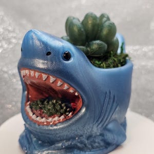 May include: A blue shark-shaped planter with a metallic finish, featuring an open mouth revealing a red interior and white teeth. A green succulent plant is nestled in the top opening, surrounded by dark green moss inside the shark's mouth.