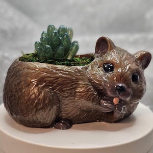 May include: A brown, glossy ceramic planter shaped like a quokka, featuring a small succulent plant nestled in the top opening. The quokka has dark, round eyes, a small pink nose, and is holding a tiny object near its mouth, with green moss visible.