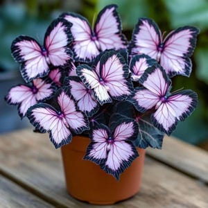 Begonia amphioxus - Etsy 日本