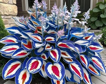 200+ Blue White Hosta Seeds – Perennial Heart-Shaped Shade Garden Plant – Rare Ornamental Foliage