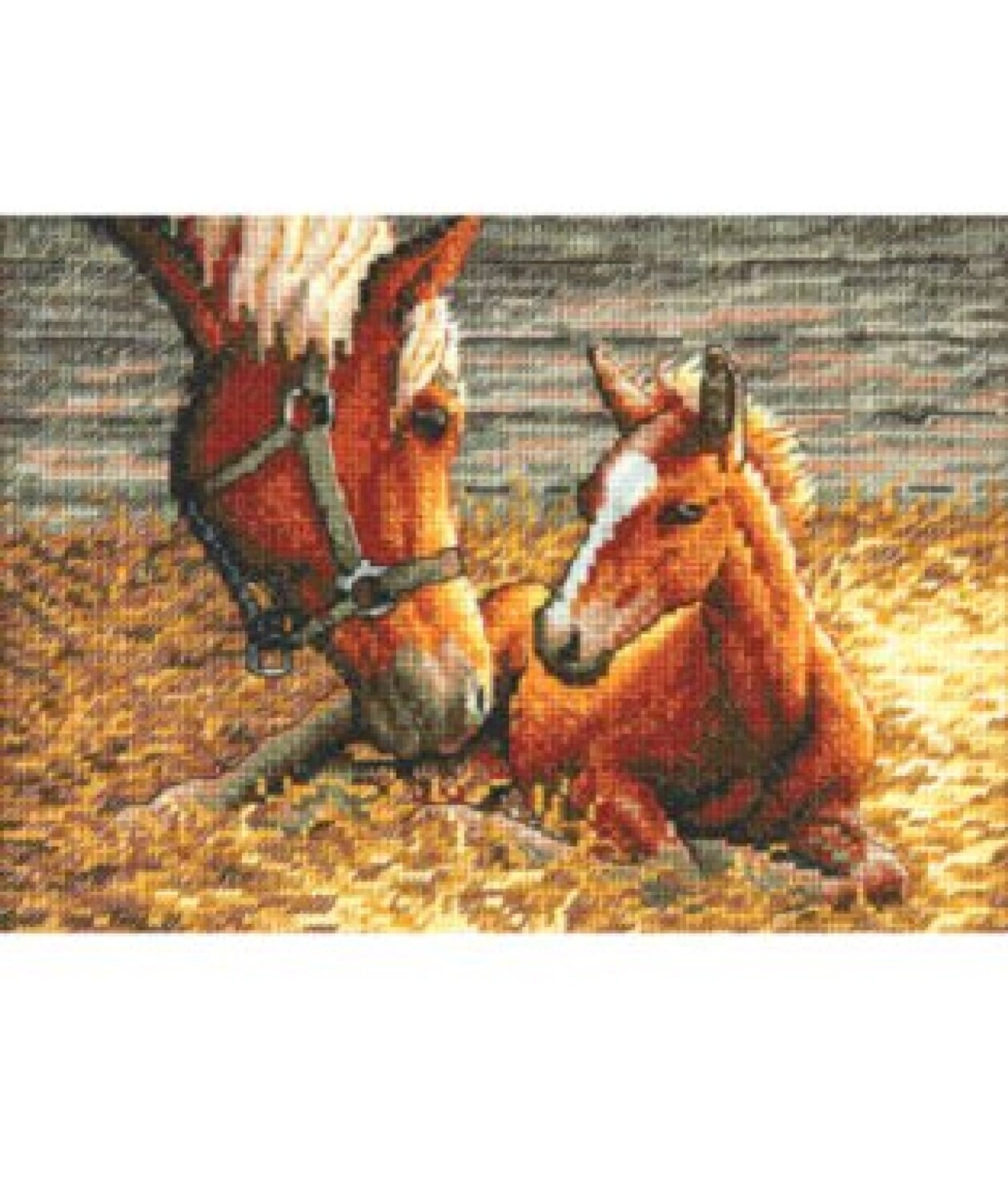 Counted Cross Stitch Pattern Only Horse & Colt Etsy UK
