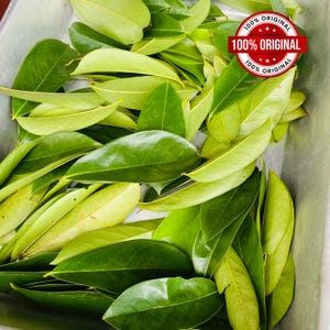 May include: A close-up of fresh green leaves of varying shapes and sizes, filling the frame. The leaves are in a metal container. A red and white circular sticker with the text "100% ORIGINAL" is in the upper right corner.