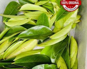 Té de graviola natural con hojas de guanábana secas, Annona Muricata, Té de graviola natural con hojas de guanábana secas, cosecha silvestre, secado natural