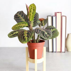 May include: A prayer plant in a terracotta pot with green and pink striped leaves, on a light yellow wooden plant stand. Books and a vase are in the background. The plant stand is made of wood.
