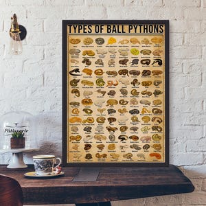 Types d'affiche de graphique de pythons royaux, impression d'identification de morphes de python royal, art de serpent d'amant de reptile, guide d'espèce de python