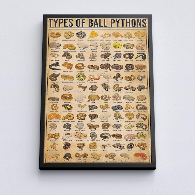 Types of Ball Pythons Chart Poster, Ball Python Morphs Identification ...