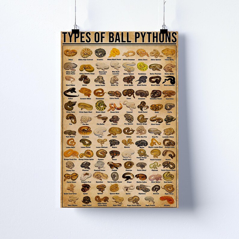 Types of Ball Pythons Chart Poster, Ball Python Morphs Identification ...
