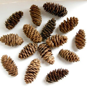 Spruce cones - Natural, eco-friendly, autumn decor, rustic wedding decor, Christmas wreath making, cone crafts, autumn wedding, set of 20