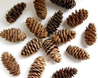 Spruce cones - Natural, eco-friendly, autumn decor, rustic wedding decor, Christmas wreath making, cone crafts, autumn wedding, set of 20