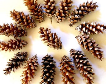 Pine cones - Maine pine cone, autumn decor, rustic wedding decor, Christmas wreath, cone crafts, winter wedding, autumn wedding, set of 12