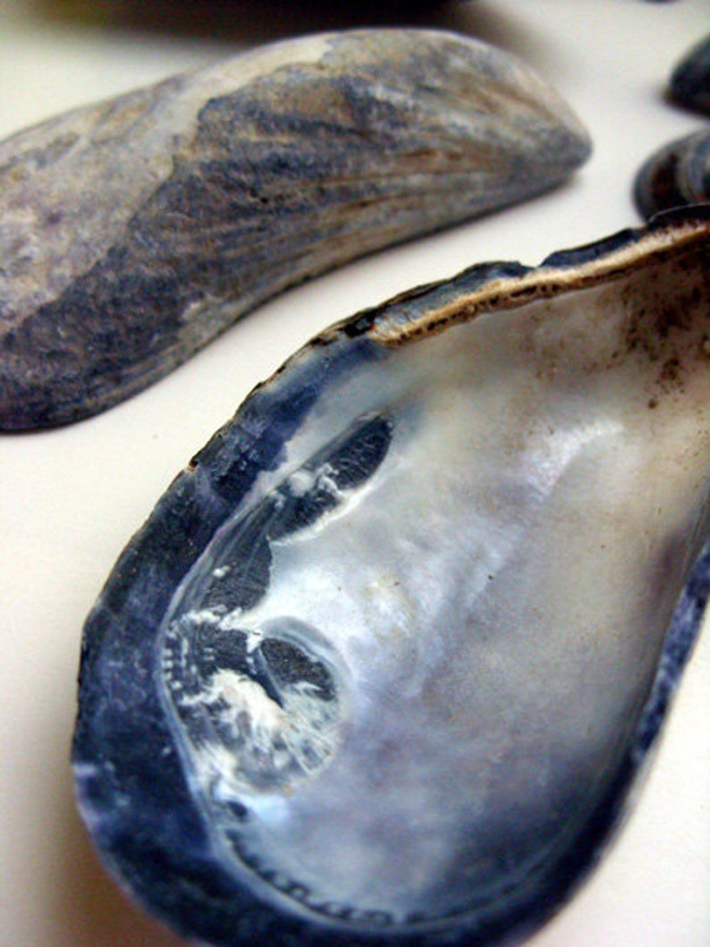 Mussel Shells Maine Seashells Shells for Wreaths Jewelry - Etsy