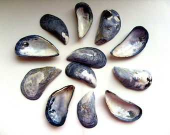 Mussel Shells, Maine seashells, shells for wreaths, jewelry, garland, ornaments, beach decor, beach wedding, nautical decor, set of 15