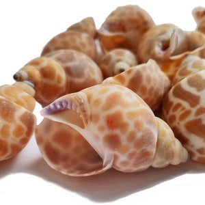 Babylonia Zeylanica Seashells Babylonia shells, babylon shells, beach shells for crafts, hermit crab, beach wedding shells, set of 15 image 1