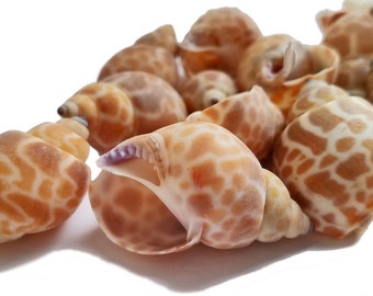 Babylonia Zeylanica Seashells - Babylonia shells, babylon shells, beach shells for crafts, hermit crab, beach wedding shells, set of 12