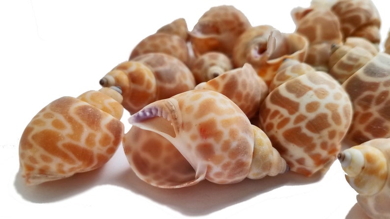 Babylonia Zeylanica Seashells Babylonia shells, babylon shells, beach shells for crafts, hermit crab, beach wedding shells, set of 15 image 1