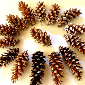 Pine cones Maine pine cone, autumn decor, rustic wedding decor, Christmas wreath, wreath making, winter wedding, autumn wedding, set of 12 image 4