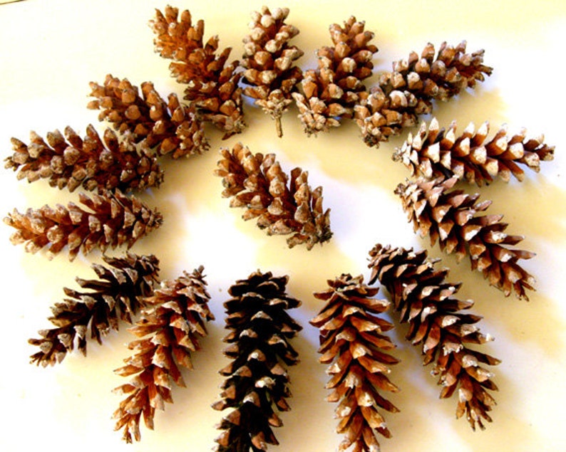 Pine cones Maine pine cone, autumn decor, rustic wedding decor, Christmas wreath, wreath making, winter wedding, autumn wedding, set of 12 image 4