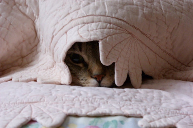 Hiding Cat Card Tabby cat hiding under quilt scaredy cat Etsy
