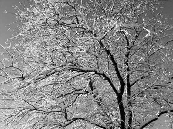 Winter Card Tree Snow Maine Winter Morning Snow On Etsy Winter Card Tree Snow Maine Winter Morning Snow On Etsy