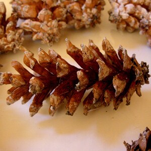 Pine cones Maine pine cone, autumn decor, rustic wedding decor, Christmas wreath, wreath making, winter wedding, autumn wedding, set of 12 image 3