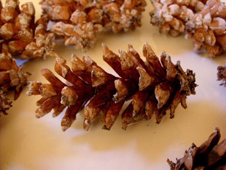 Pine cones Maine pine cone, autumn decor, rustic wedding decor, Christmas wreath, wreath making, winter wedding, autumn wedding, set of 12 image 3