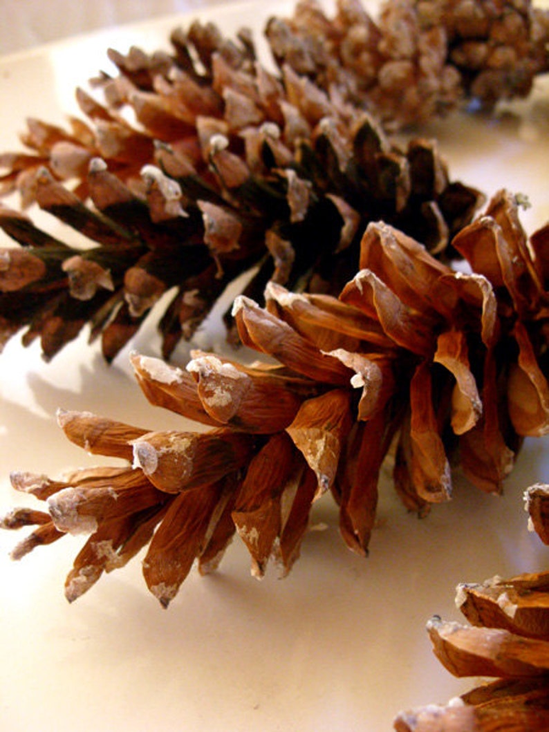 Pine cones Maine pine cone, autumn decor, rustic wedding decor, Christmas wreath, wreath making, winter wedding, autumn wedding, set of 12 image 2