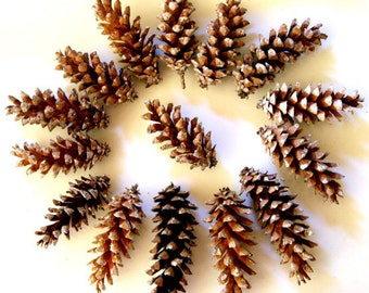 Pine cones - Maine pine cone, autumn decor, rustic wedding decor, Christmas wreath, wreath making, winter wedding, autumn wedding, set of 12