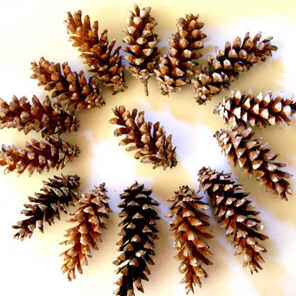 Pine cones - Maine pine cone, autumn decor, rustic wedding decor, Christmas wreath, wreath making, winter wedding, autumn wedding, set of 12