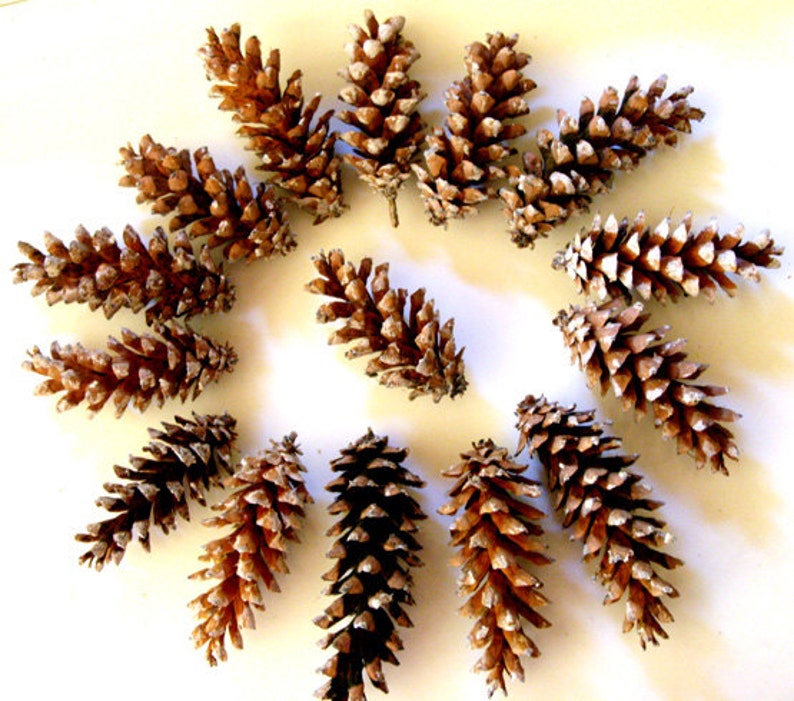 Pine cones Maine pine cone, autumn decor, rustic wedding decor, Christmas wreath, wreath making, winter wedding, autumn wedding, set of 12 image 1