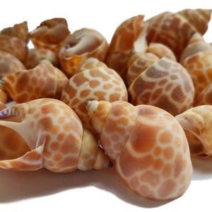 Babylonia Zeylanica Seashells Babylonia shells, babylon shells, beach shells for crafts, hermit crab, beach wedding shells, set of 15 image 3