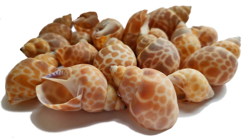 Babylonia Zeylanica Seashells Babylonia shells, babylon shells, beach shells for crafts, hermit crab, beach wedding shells, set of 15 image 3