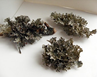 Natural Foliose Lichen - Maine lichen, terrarium specimen, fairy garden decor, rustic decor, rustic wedding decor, lichen crafting, nature