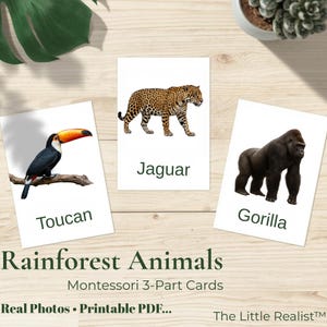 Rainforest Animals Montessori 3-part Cards | Real Photo Flashcards ...