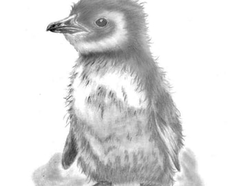 Penguin chick print from pencil drawing. Unframed.