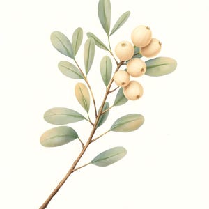 Eucalyptus Botanical Print Set, Sage Green Wall Art, Printable Digital Download, Vintage Plant Illustration image 2