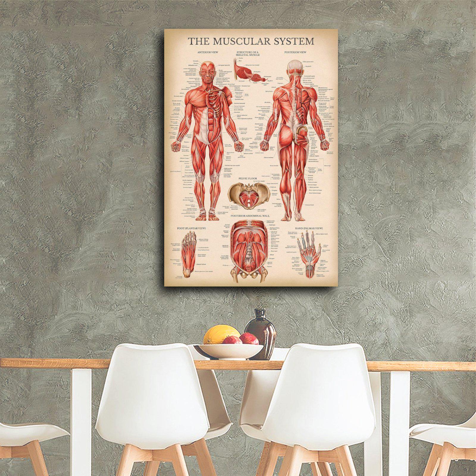 Human Anatomy Poster Vintage Wall Art Picture Painting Poster Canvas ...