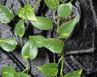 Teruno Lovesong Pothos - RARE Japanese Pothos - Terunoworld Series