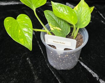 Terunoworld Robin Pothos